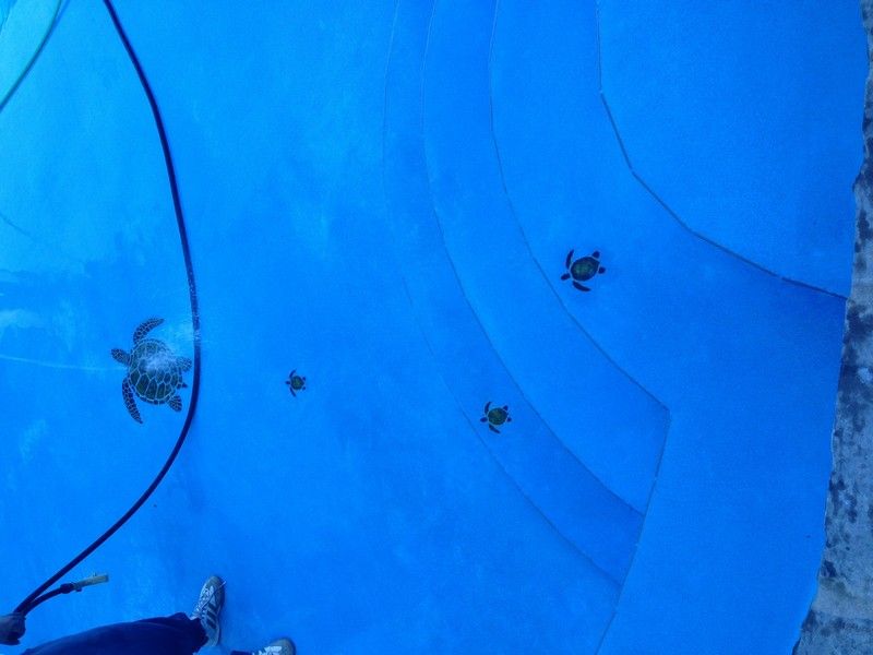 Concrete Pool Renovation – South Lake